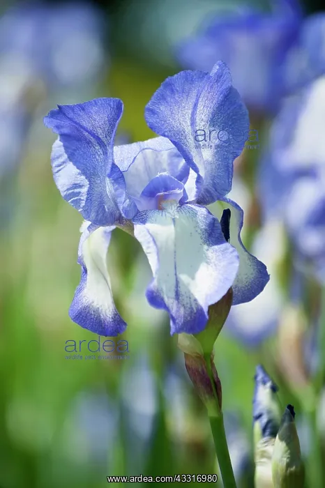 : Iris, Tall bearded Iris, Iris Touch of Spring : Iris, Tall bearded Iris, Iris Touch of Spring