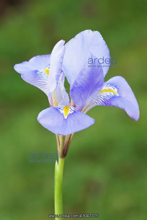 : Iris unguicularis. Single flower with pale blue, veined petals : Iris unguicularis. Single flower with pale blue, veined petals