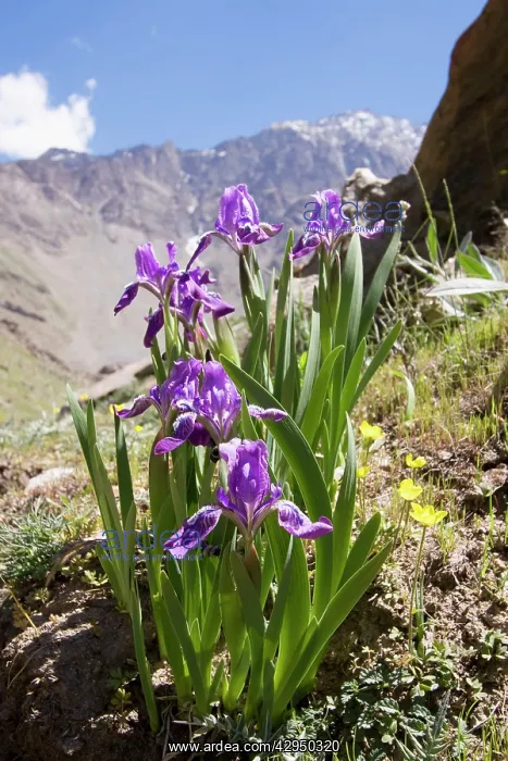 : Iris Upper Suru Valley : Iris Upper Suru Valley