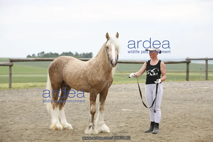 : Irish Cob mare held in runs during a contest France : Irish Cob mare held in runs during a contest France