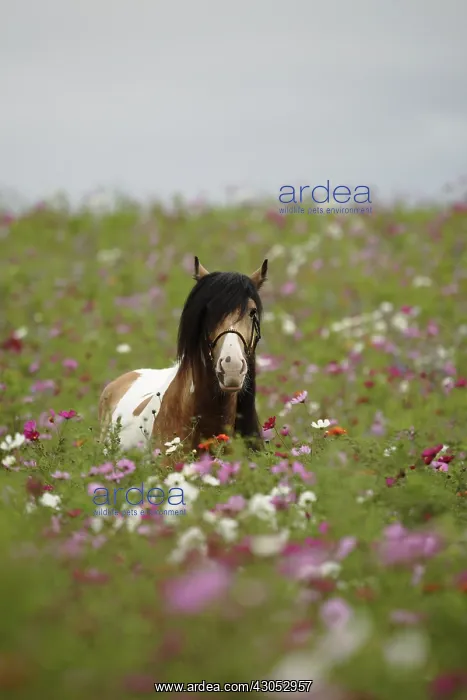 : Irish cob palomino pie stallion in flowered fallow France : Irish cob palomino pie stallion in flowered fallow France
