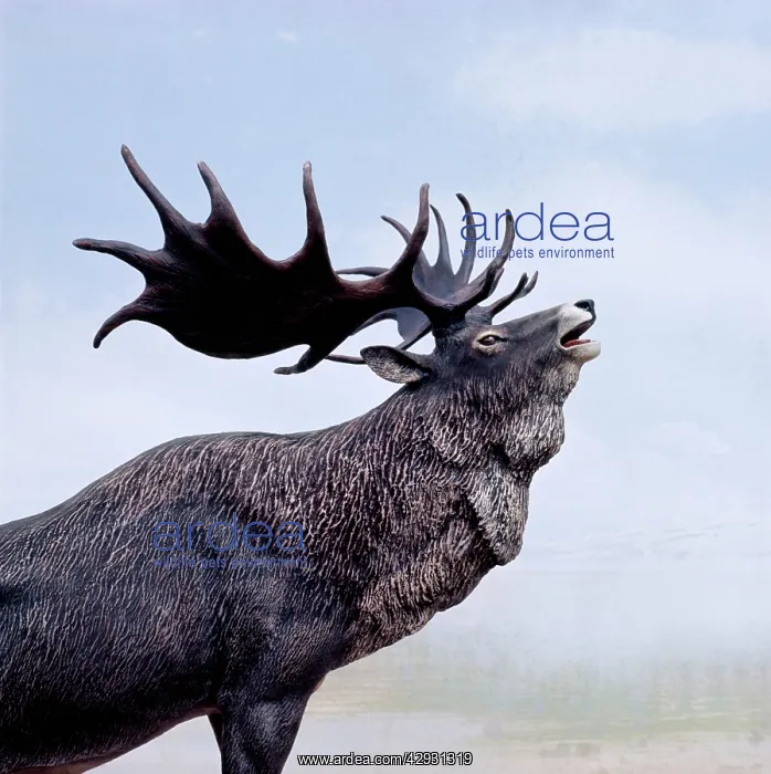  : IRISH ELK  /  GIANT DEER  /  MEGALOCEROS - head, side view