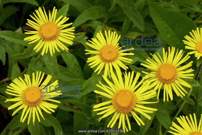 : Irish Fleabane in flower : Irish Fleabane in flower