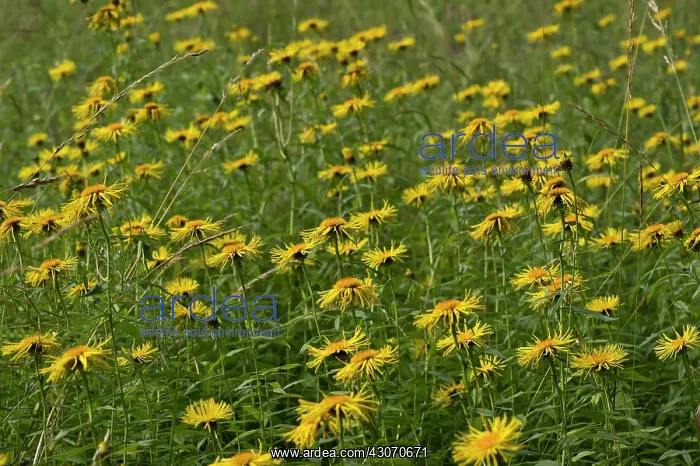 : Irish Fleabane (Inula salicina). Allindelille Fredskov : Irish Fleabane (Inula salicina). Allindelille Fredskov