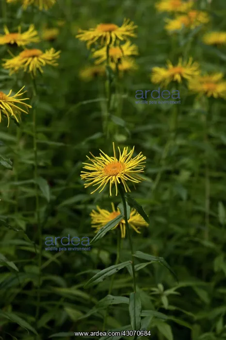 : Irish Fleabane (Inula salicina). Allindelille Fredskov : Irish Fleabane (Inula salicina). Allindelille Fredskov