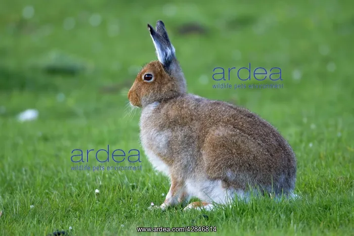 : Irish Hare : Irish Hare