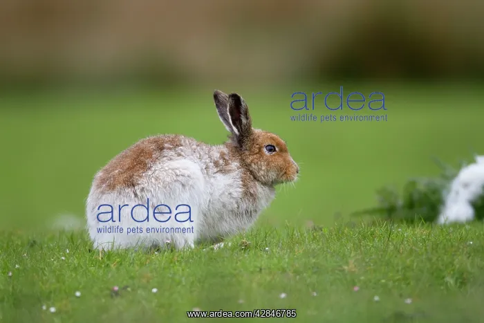 : Irish Hare - Isle of Mull : Irish Hare - Isle of Mull
