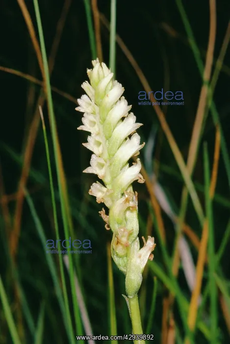 : Irish LadyIs Tresses - Orchid : Irish LadyIs Tresses - Orchid