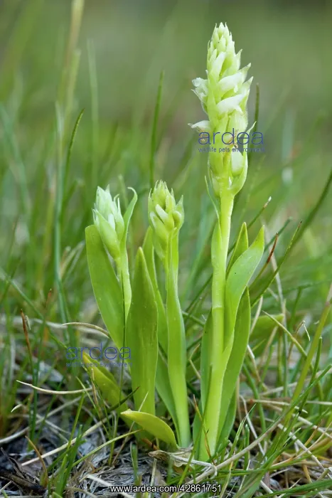 : Irish Lady's-tresses : Irish Lady's-tresses