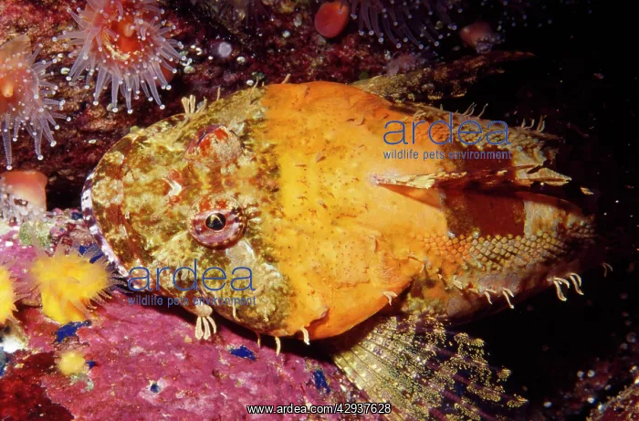 : IRISH LORD fish : IRISH LORD fish