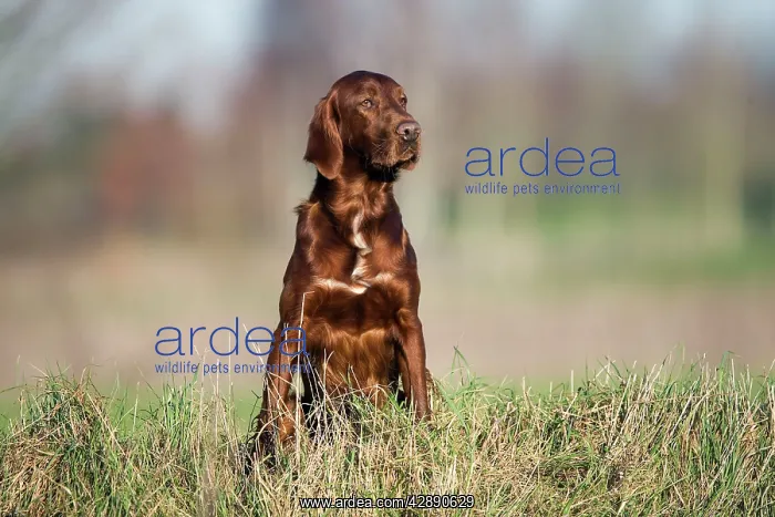  : Irish  /  Red Setter