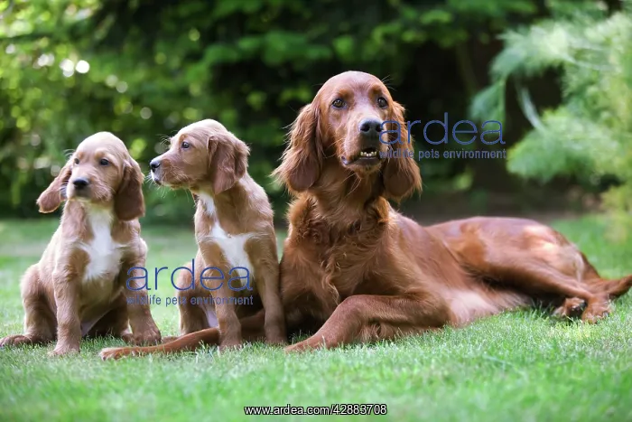  : Irish  /  Red Setter - adult with two puppies