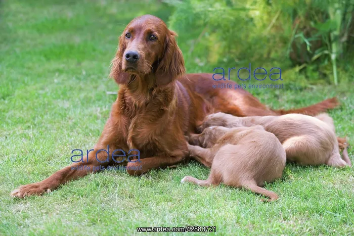 : Irish / Red Setter - adult with two puppies suckling : Irish / Red Setter - adult with two puppies suckling