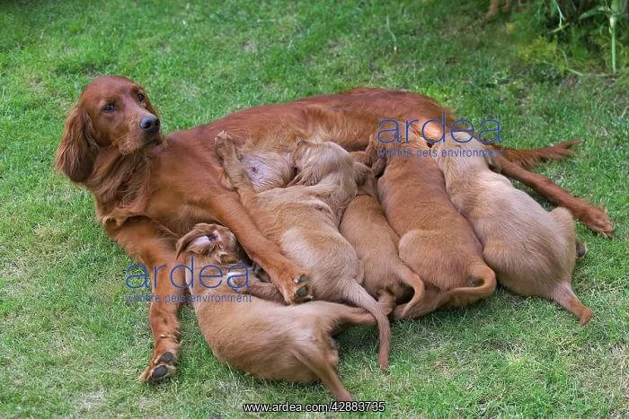  : Irish  /  Red Setter - adult with puppies suckling