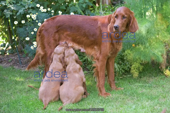 : Irish / Red Setter - adult standing with two puppies : Irish / Red Setter - adult standing with two puppies