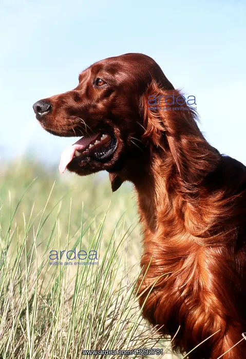: Irish / Red SETTER DOG - close-up of head, side view : Irish / Red SETTER DOG - close-up of head, side view