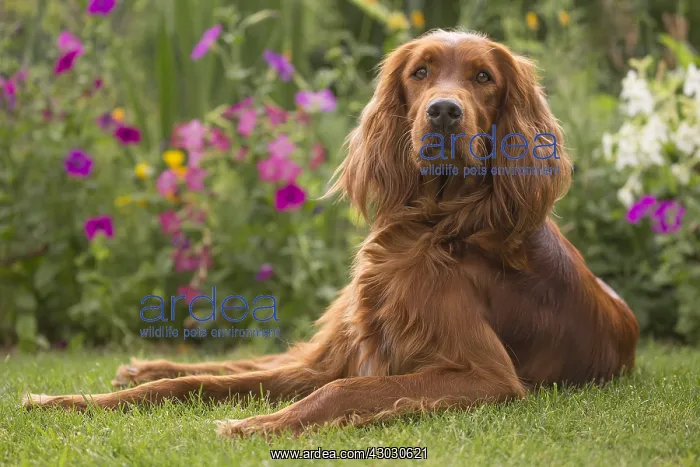  : Irish  /  Red Setter dog outdoors