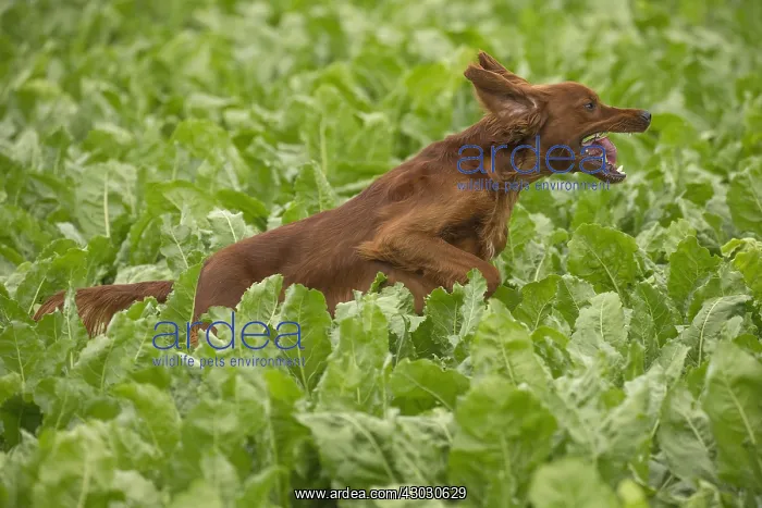 : Irish / Red Setter dog outdoors : Irish / Red Setter dog outdoors