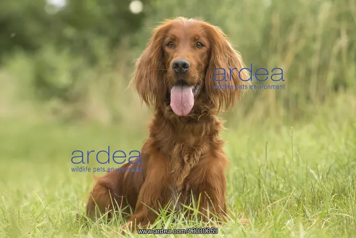  : Irish  /  Red Setter dog outdoors