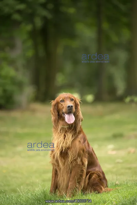  : Irish  /  Red Setter dog outdoors
