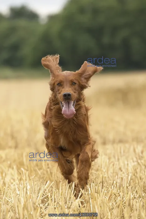  : Irish  /  Red Setter dog outdoors