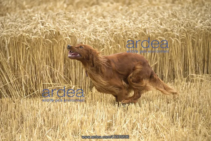  : Irish  /  Red Setter dog outdoors