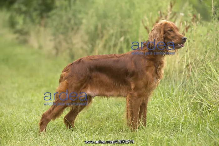  : Irish  /  Red Setter dog outdoors