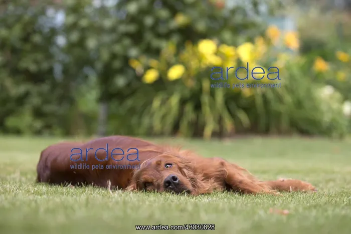  : Irish  /  Red Setter dog outdoors