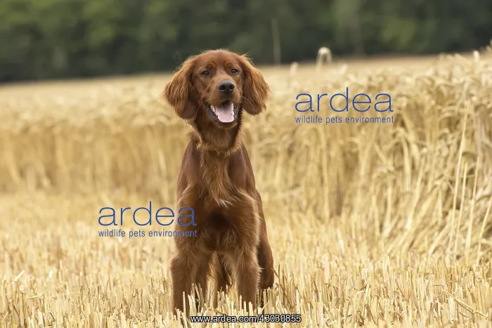  : Irish  /  Red Setter dog outdoors
