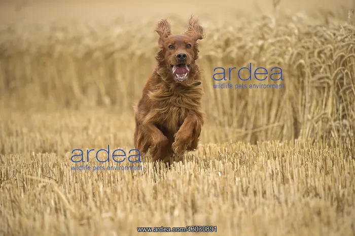 : Irish  /  Red Setter dog outdoors