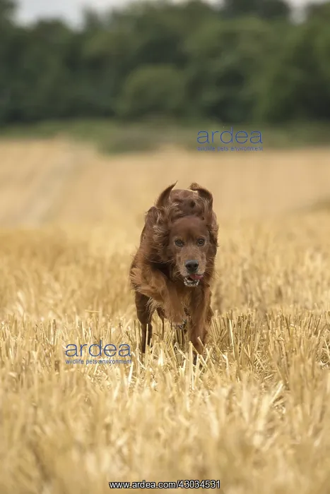  : Irish  /  Red Setter dog outdoors