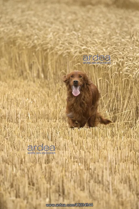  : Irish  /  Red Setter dog outdoors
