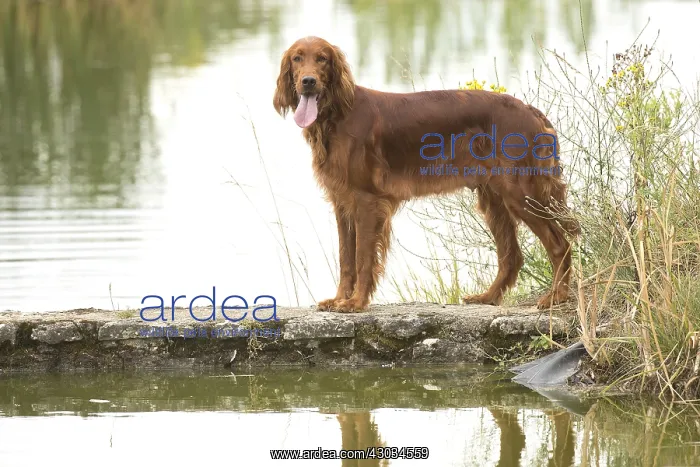  : Irish  /  Red Setter dog outdoors