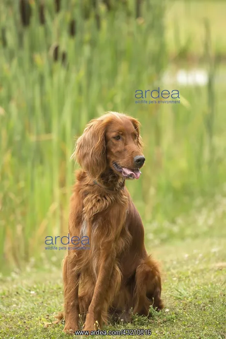  : Irish  /  Red Setter dog outdoors