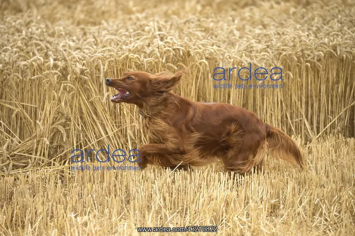  : Irish  /  Red Setter dog outdoors
