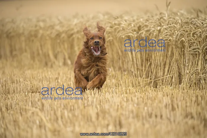  : Irish  /  Red Setter dog outdoors