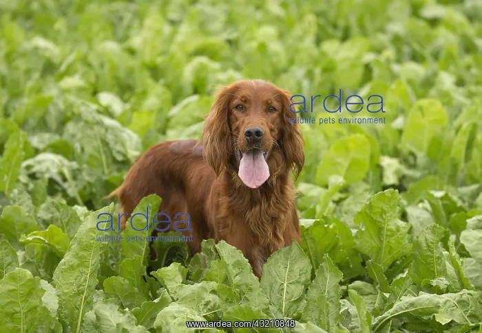  : Irish  /  Red Setter dog outdoors