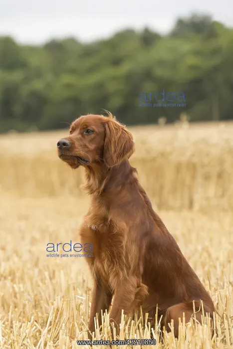  : Irish  /  Red Setter dog outdoors