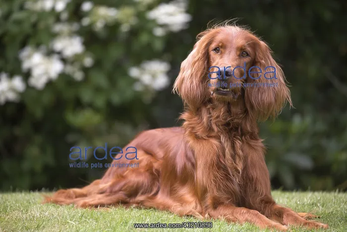  : Irish  /  Red Setter dog outdoors