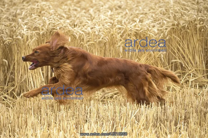  : Irish  /  Red Setter dog outdoors