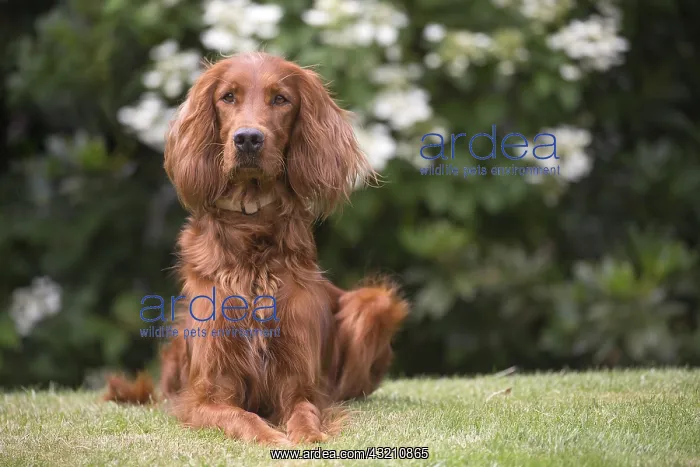  : Irish  /  Red Setter dog outdoors