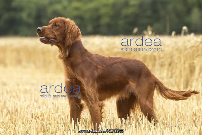  : Irish  /  Red Setter dog outdoors