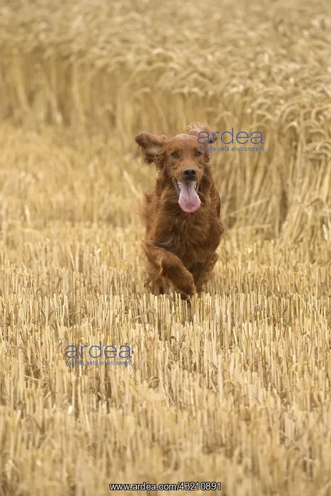  : Irish  /  Red Setter dog outdoors