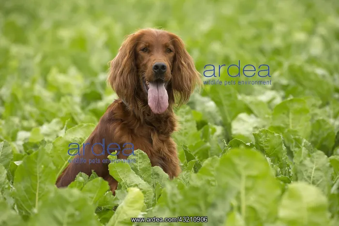  : Irish  /  Red Setter dog outdoors