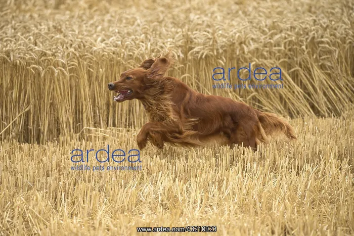  : Irish  /  Red Setter dog outdoors