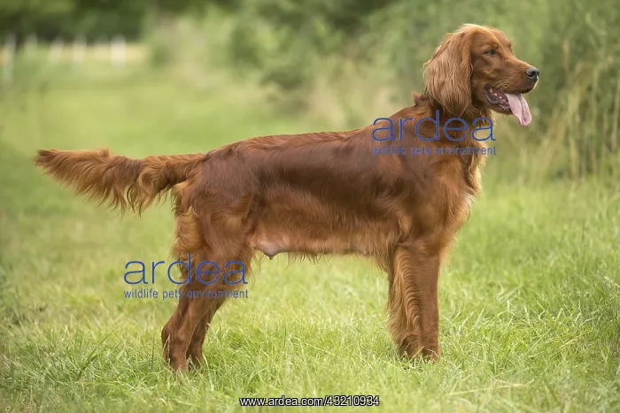  : Irish  /  Red Setter dog outdoors