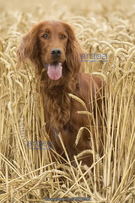  : Irish  /  Red Setter dog outdoors