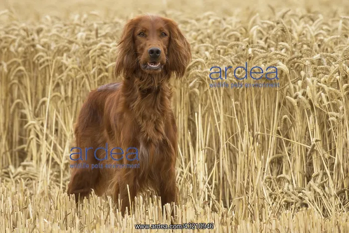  : Irish  /  Red Setter dog outdoors