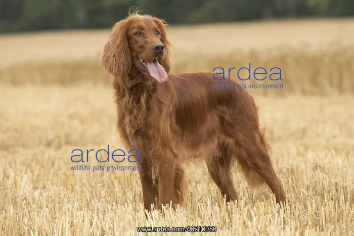  : Irish  /  Red Setter dog outdoors
