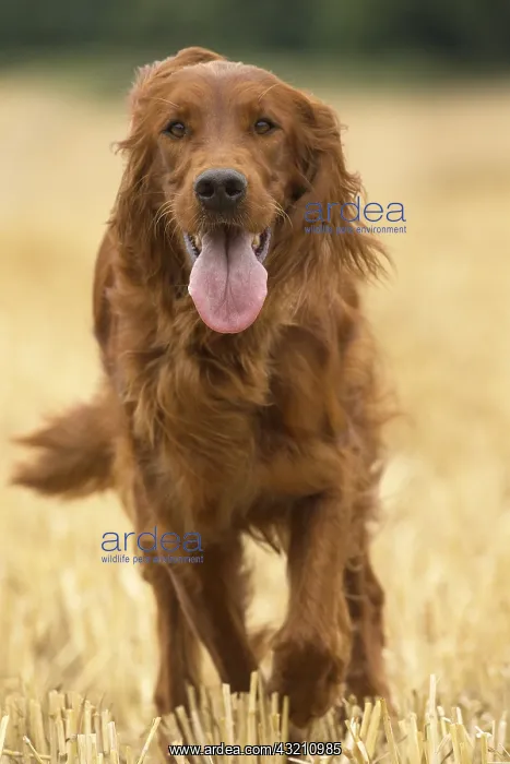  : Irish  /  Red Setter dog outdoors